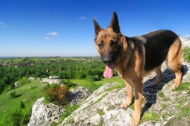 German Shepherd Dog outdoors